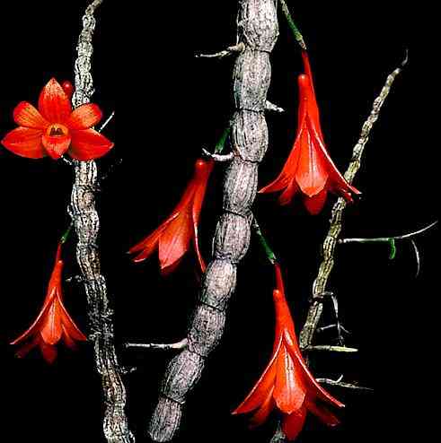 Dendrobium jakobsonii 